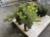 Goldfinger Potentilla Qty. 6 - 2