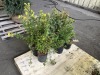 Goldfinger Potentilla Qty. 6 - 3