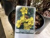 Goldfinger Potentilla Qty. 6 - 4