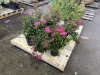 Neon Flash Spirea Qty. 6 - 2