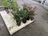 Neon Flash Spirea Qty. 6 - 3