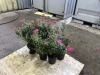 Neon Flash Spirea Qty. 6 - 4