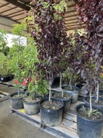 Krauter Vesuvious Purple Leaf Plum Trees