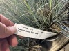 "Elijah Blue" Festuca Glauca Plants - 3