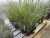 Dwarf Maiden Grass Plants, Qty. 14