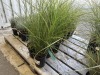 Dwarf Maiden Grass Plants, Qty. 14 - 2