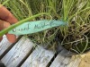 Dwarf Maiden Grass Plants, Qty. 14 - 3