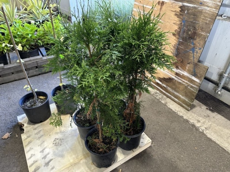 Thuja Western Red Cedar Trees, Qty 4