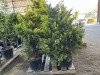 Gold Rider Leyland Cypress Trees