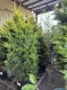 Gold Rider Leyland Cypress Trees - 2