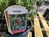 Vaccinium Lingonberry Bushes, Qty. 6 - 2