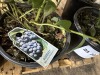 Bluecrop Blueberry Bushes, Qty 6 - 3