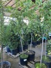 Combination Fruit Trees, Qty. 2