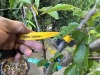 Combination Fruit Trees, Qty. 2 - 3