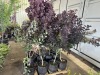 Royal Purple Smokebushes, Qty 4