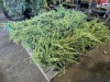 Holger Juniper Bushes, Qty 9 - 2