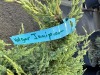 Holger Juniper Bushes, Qty 9 - 3