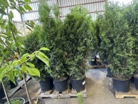 Skybound Arborvitae, Qty. 3