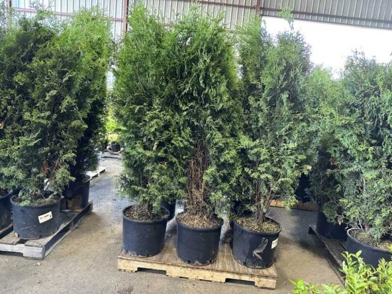 Skybound Arborvitae, Qty. 3