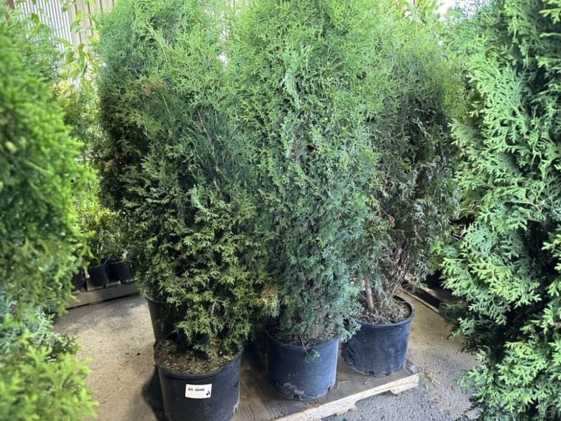 Skybound Arborvitae, Qty. 3