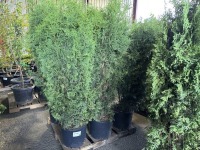 Skybound Arborvitae, Qty. 3