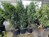 Skybound Arborvitae, Qty. 3