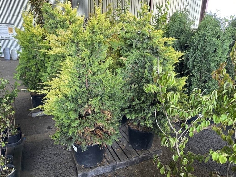 Golden Rider Cyress Golden Rider Leyland Cypress Trees | J. Stout Auction