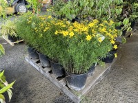 Coreopsis Zagreb, Qty. 8