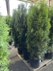 Skybound Arborvitae, Qty. 3