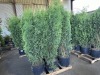 Skybound Arborvitae, Qty. 3