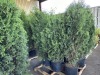 Skybound Arborvitae, Qty. 3