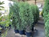 Skybound Arborvitae, Qty. 3