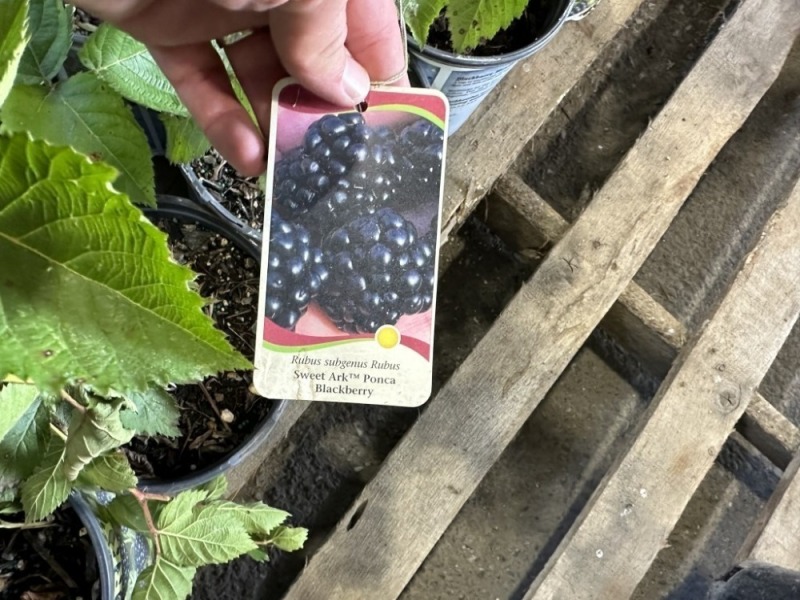 Sweet Ark Ponca Blackberries, Qty 12 J. Stout Auction