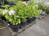 Onyx Flamingo Hydrangea, Qty. 8