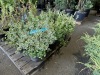 Emerald Gaity Euonymus, Qty. 6 - 2