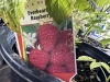 Everbearing Rasberries, Qty. 8 - 3