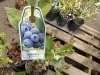 Sweetheart Blueberries, Qty. 5 - 3