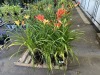 Daylillies, Qty. 6