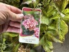 Miss Saori Hydrangea, Qty. 6 - 3