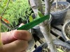 Combination Fruit Trees, Qty. 2 - 4