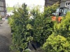 Golden Rider Leyland Cypress, Qty. 2