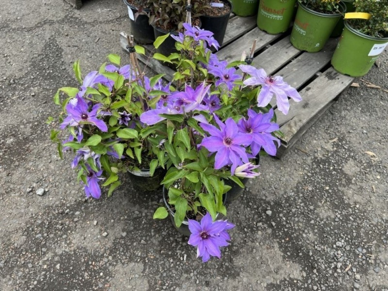 Blue Ravine Clematis, Qty. 4