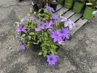 Blue Ravine Clematis, Qty. 4