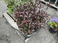 Pink Weigela, Qty. 4
