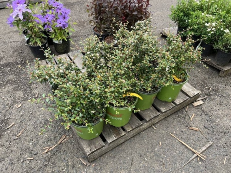 Coral Bearberry Cotoneaster, Qty. 8