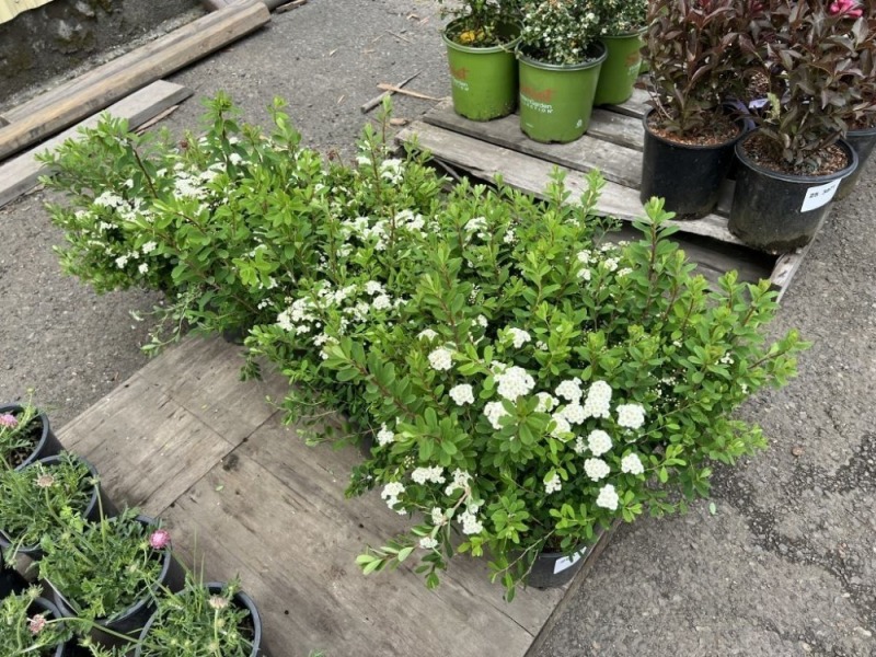 Snowmound Spirea, Qty. 12