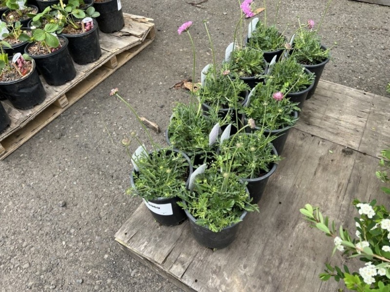 Flutter Pink Scabiosa, Qty. 10