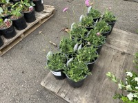 Flutter Pink Scabiosa, Qty. 10