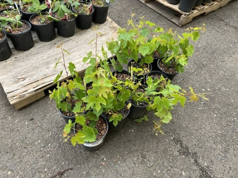 Interlaken Green Seedless Grape, Qty. 10