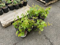 Interlaken Green Seedless Grape, Qty. 10